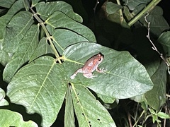Uperodon taprobanicus