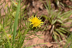 Geigeria burkei