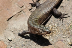 Matobosaurus validus
