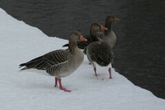 Anser anser anser