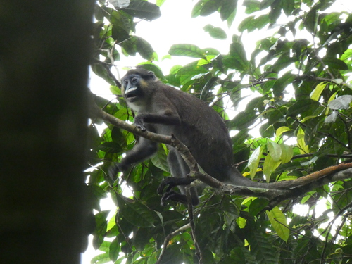 Moustached Monkey