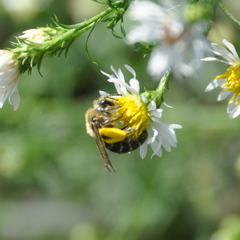 Andrena