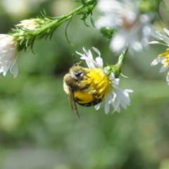 Andrena