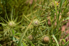 Geigeria burkei