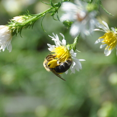 Andrena