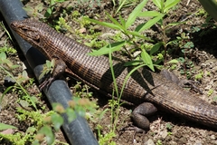Matobosaurus validus