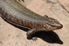 Matobosaurus validus