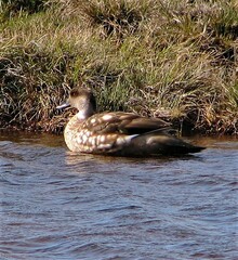Lophonetta specularioides
