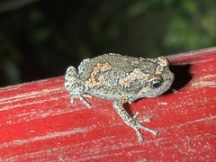 Uperodon taprobanicus