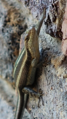 Trachylepis margaritifera