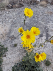 Geraea canescens