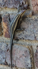 Trachylepis margaritifera