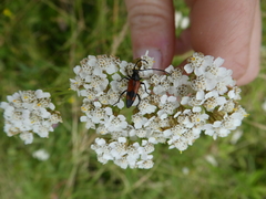 Stenurella bifasciata