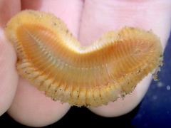 Euphrosine aurantiaca