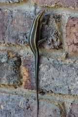Trachylepis margaritifera
