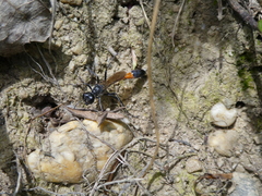 Ammophila sabulosa