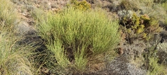 Genista cinerea