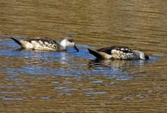 Lophonetta specularioides