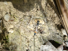 Ammophila sabulosa