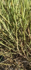 Genista cinerea