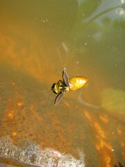 Silvius alpinus