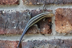 Trachylepis margaritifera