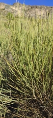 Genista cinerea