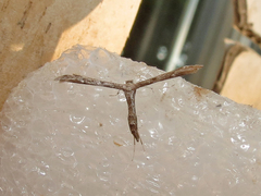 Hellinsia inquinatus