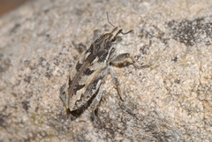 Coniocleonus excoriatus