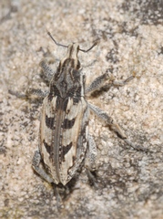 Coniocleonus excoriatus
