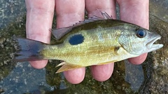 Lutjanus russellii