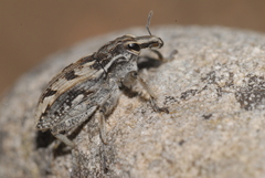 Coniocleonus excoriatus