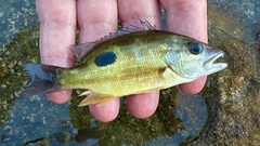 Lutjanus russellii