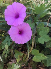 Ipomoea ficifolia