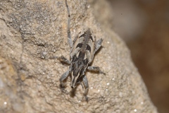 Coniocleonus excoriatus