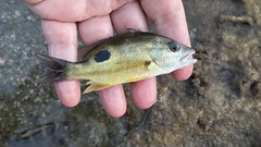 Lutjanus russellii