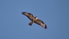 Buteo buteo vulpinus