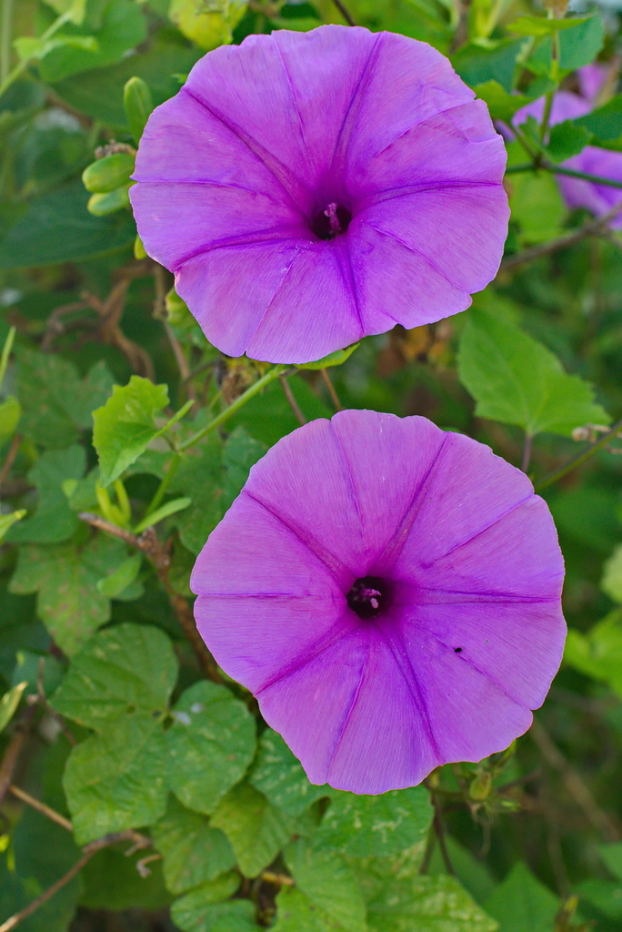 Fig-leaved morning glory