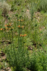 Leonotis ocymifolia