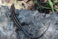 Trachylepis margaritifera