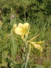 Canna glauca