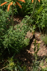 Leonotis ocymifolia