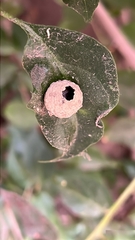 Eumenes mediterraneus