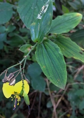 Aneilema aequinoctiale