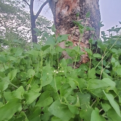 Commicarpus plumbagineus