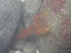 Betaeus setosus