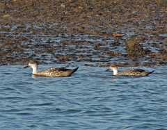 Lophonetta specularioides