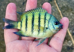 Abudefduf bengalensis