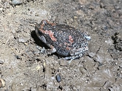 Uperodon taprobanicus