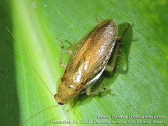 Ectobiidae